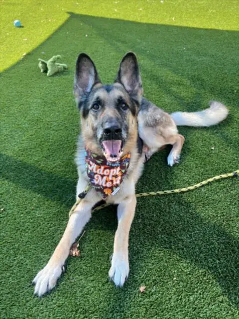 Rex - German Shepherd Dog