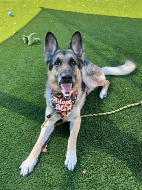 REX, a dog for adoption from North Central Animal Care and Control