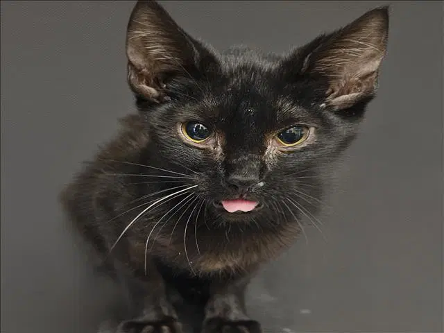 Kyle - Domestic Short Hair