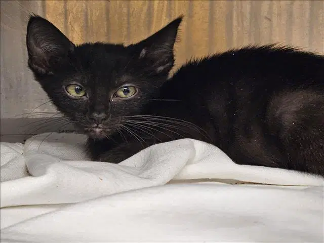 Taylor - Domestic Short Hair