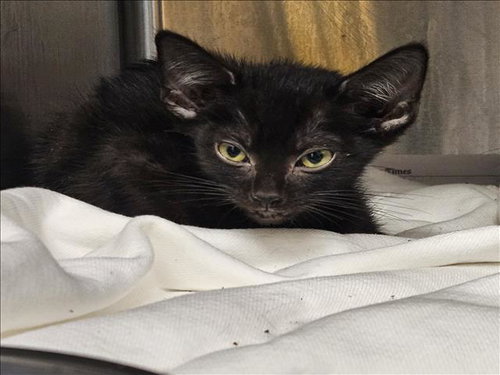 SAM, a cat for adoption from North Central Animal Care and Control