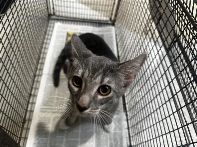 Kiwi - Domestic Short Hair