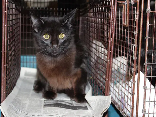 King - Domestic Short Hair