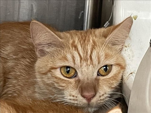 CHOO, a cat for adoption from North Central Animal Care and Control