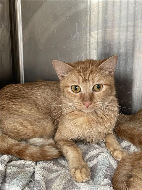 AHHH, a cat for adoption from North Central Animal Care and Control