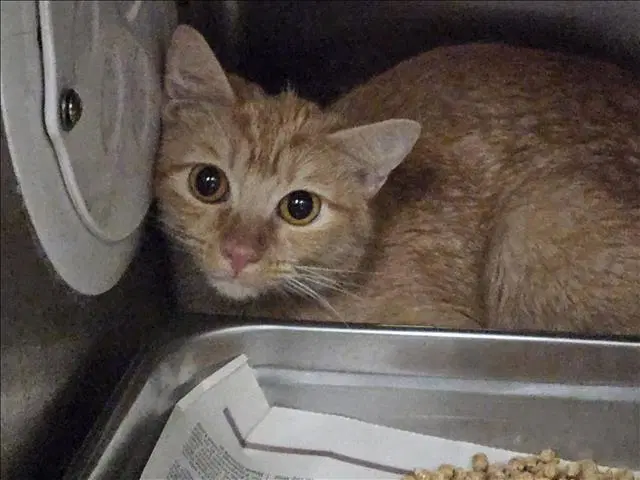 Paloma - Domestic Short Hair