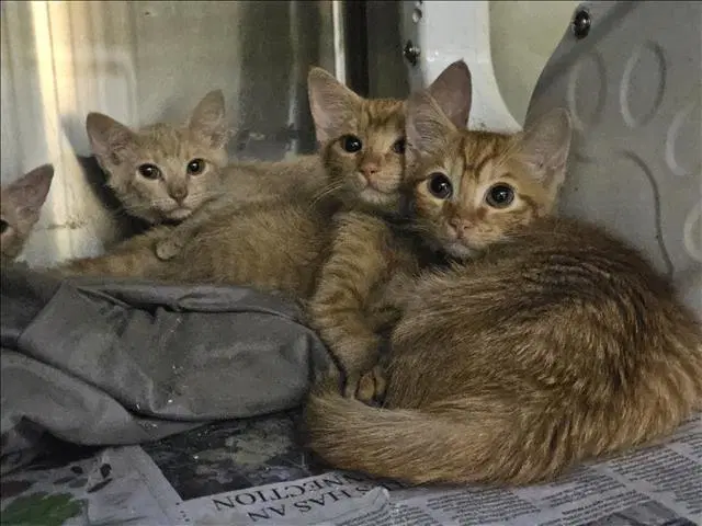 Tuna - Domestic Short Hair