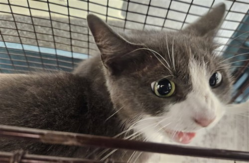 MUNECA, a cat for adoption from North Central Animal Care and Control