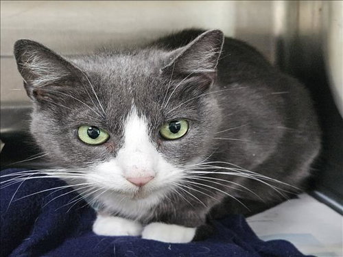 Muneca, Domestic Short Hair (medium coat)