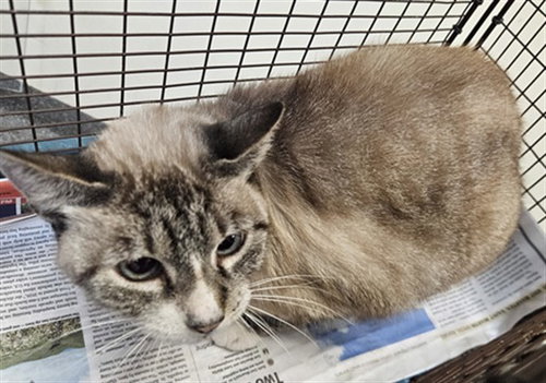 MARIPOSA, a cat for adoption from North Central Animal Care and Control