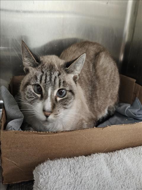 Mariposa, Siamese / Mixed (medium coat)