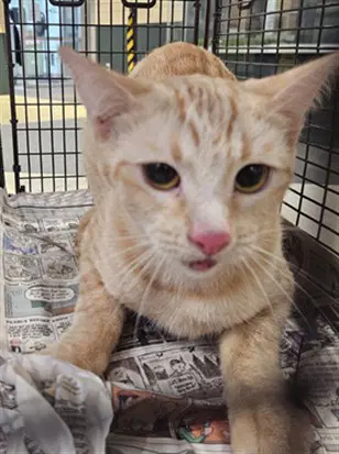 Flaca - Domestic Short Hair