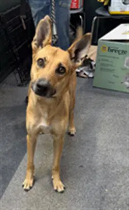 Boa - Belgian Shepherd Malinois
