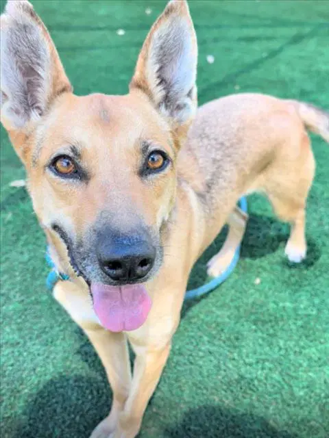 Boa - Belgian Shepherd Malinois