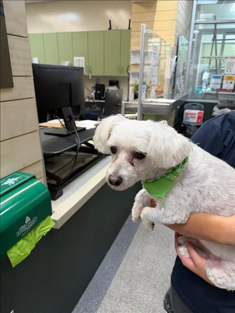 Olive - Maltese