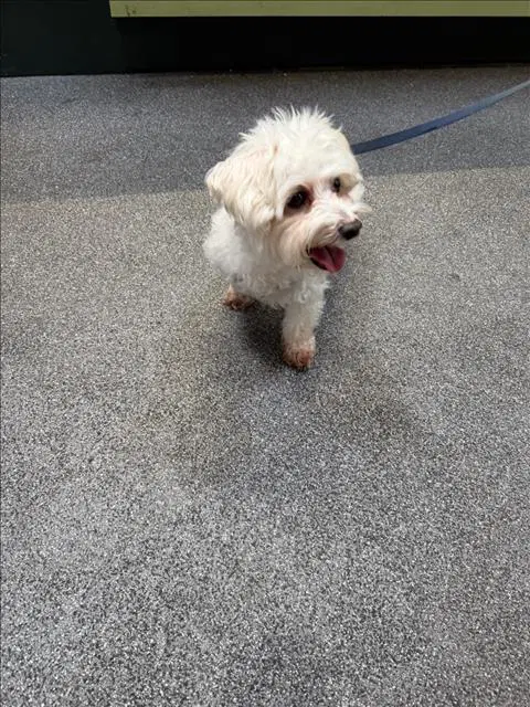 Tofu - Maltese