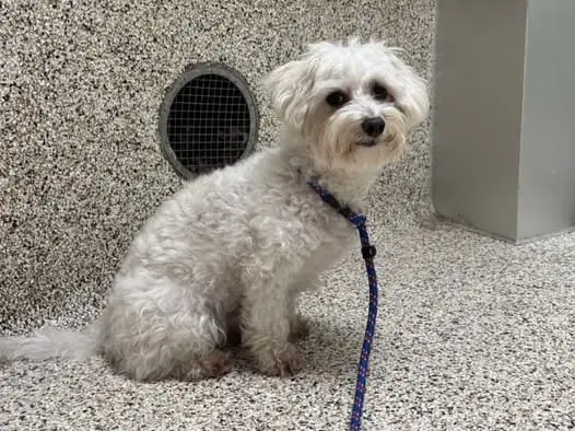 Tofu - Maltese