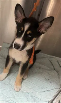Scout - Husky