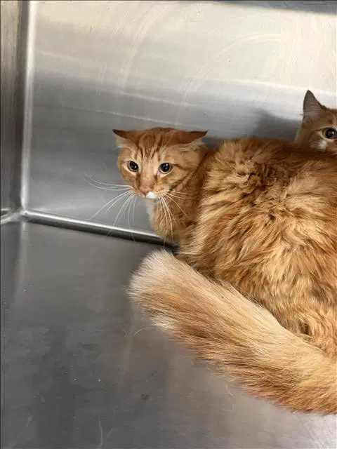 Lion - Domestic Short Hair