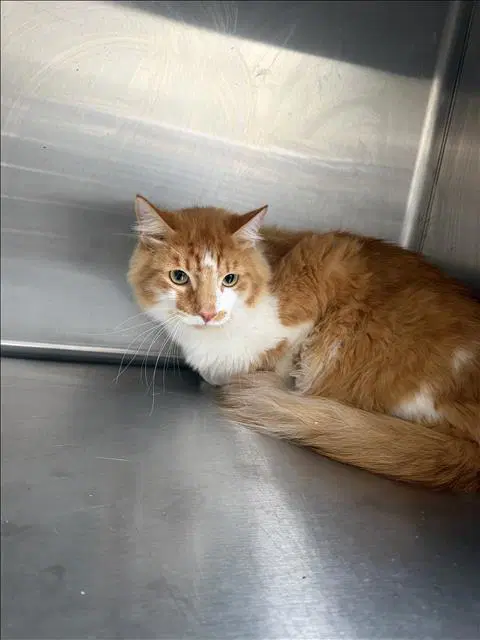 Tiger - Domestic Short Hair