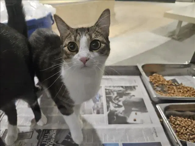 Musick - Domestic Short Hair
