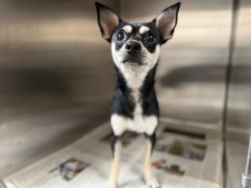 Julio - Chihuahua