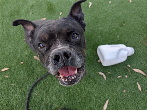 Frankie, Pit Bull Terrier / Boxer / Mixed (medium coat)