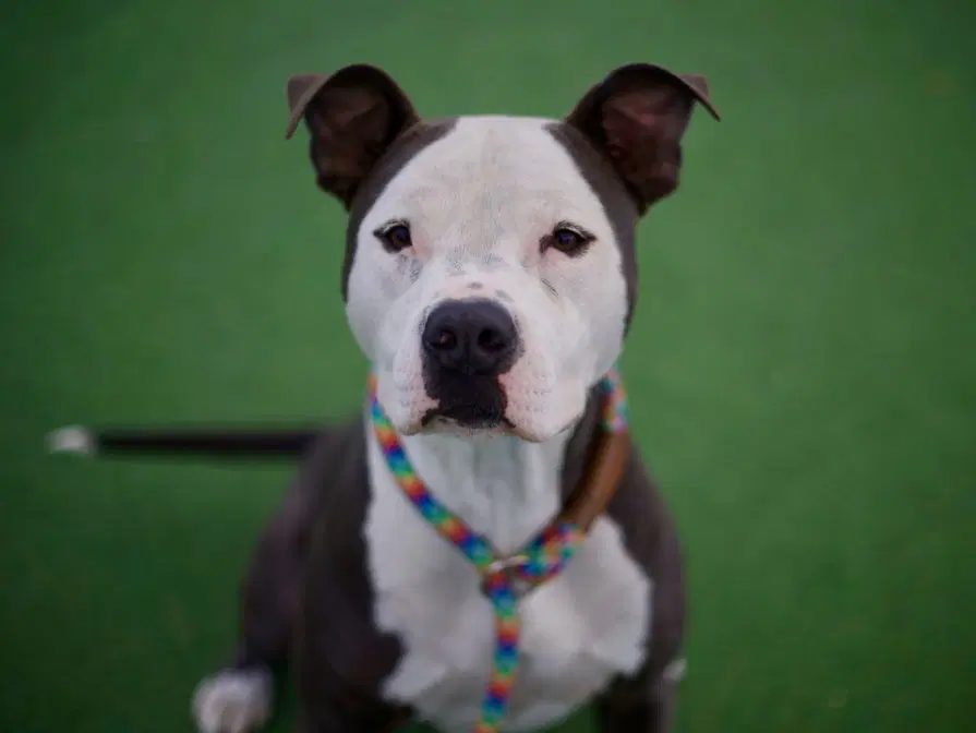 Wiggles - Pit Bull Terrier