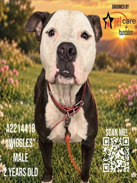 Wiggles - Pit Bull Terrier