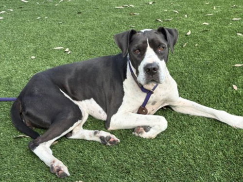 Sophie, Pit Bull Terrier / Mixed (medium coat)