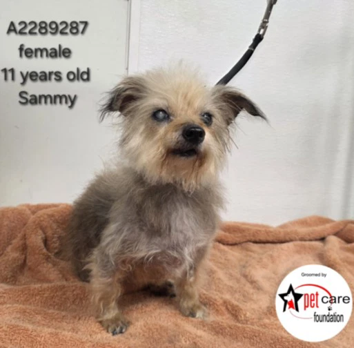 Sammy