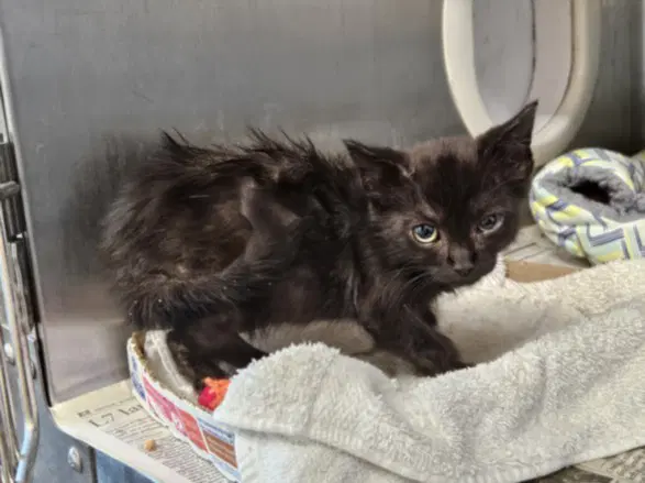 Percy - Domestic Short Hair