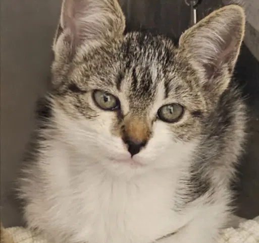 Chips - Domestic Short Hair