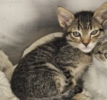 Dip - Domestic Short Hair