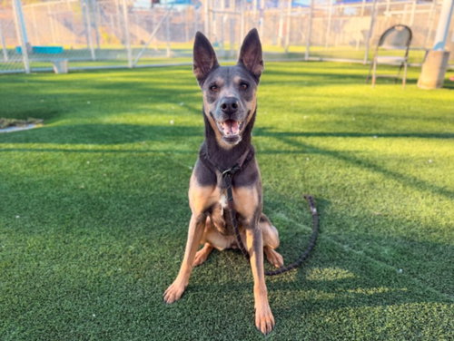 Donna, Australian Kelpie / Mixed (medium coat)