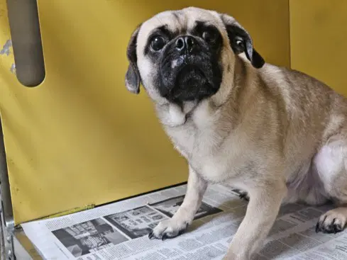 Muffin Top - Pug