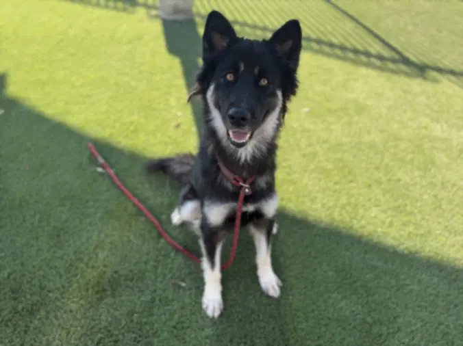 Vita - German Shepherd Dog