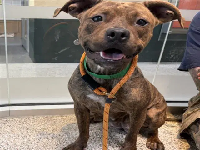 Marie - Pit Bull Terrier