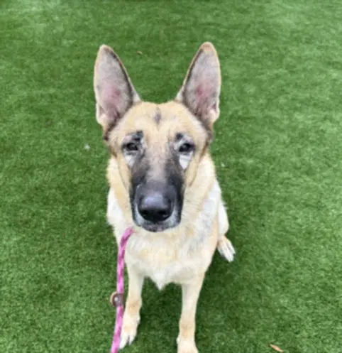 Apple - German Shepherd Dog