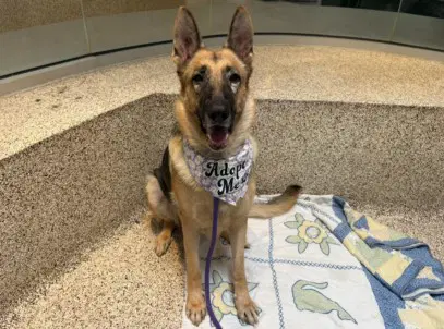 Apple - German Shepherd Dog