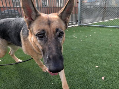 Apple, German Shepherd Dog (medium coat)