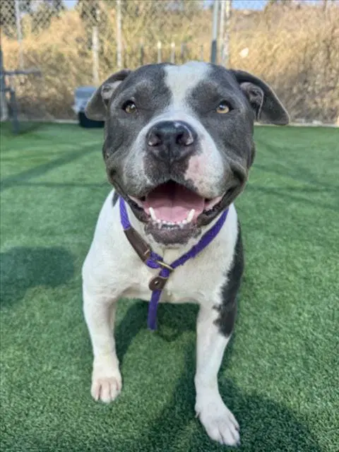 Bluey - Pit Bull Terrier