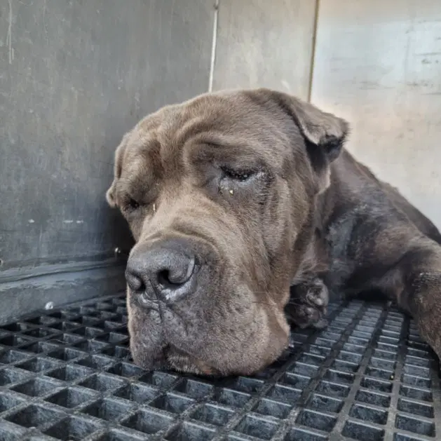 Cinco - Cane Corso Mastiff