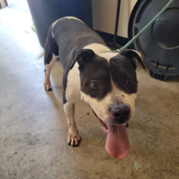 Maisie - Pit Bull Terrier