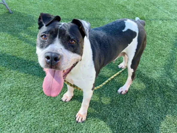 Maisie - Pit Bull Terrier