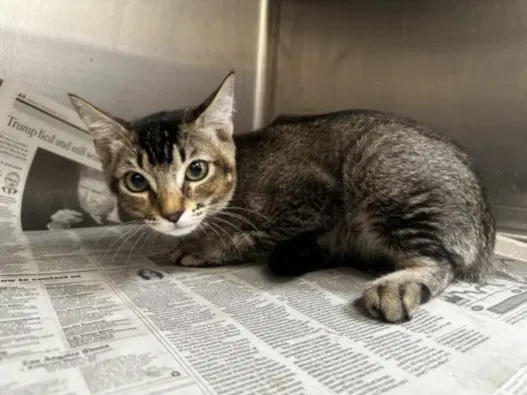 Kimchi - Domestic Short Hair