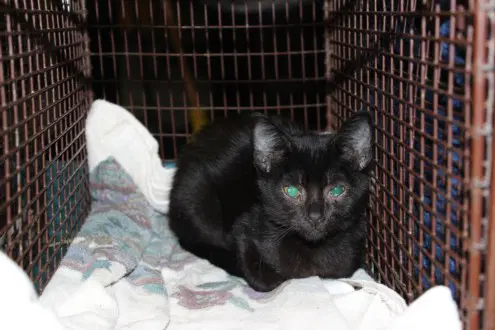 Marley - Domestic Short Hair
