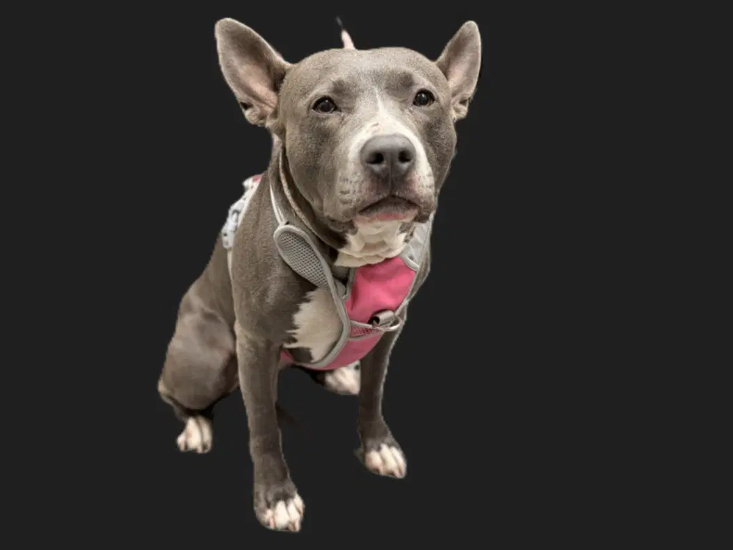 Sorella - Pit Bull Terrier