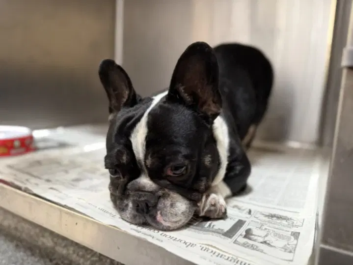 Krunk - French Bulldog