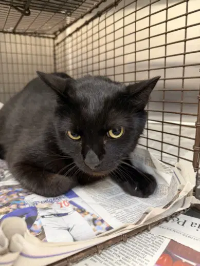Salem - Domestic Short Hair